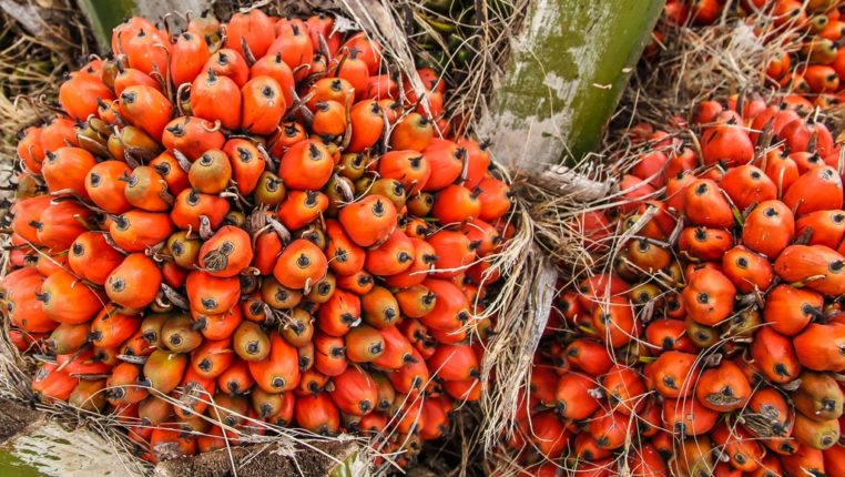 palm oil