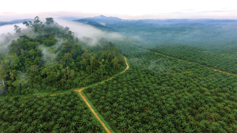 What do Indonesians really think about palm oil?, News